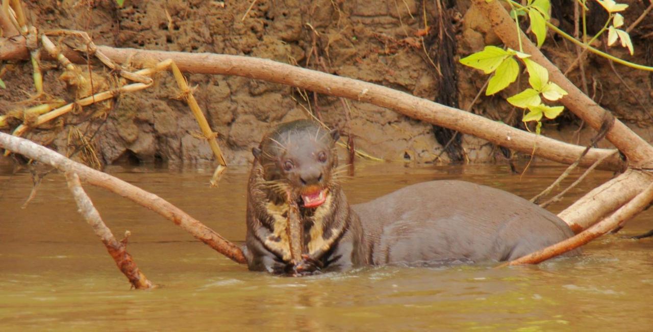 Passo do Lontra Pantanal Jungle Lodge מראה חיצוני תמונה