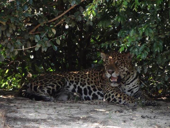 Passo do Lontra Pantanal Jungle Lodge מראה חיצוני תמונה