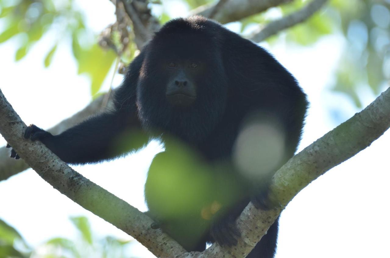 Passo do Lontra Pantanal Jungle Lodge מראה חיצוני תמונה