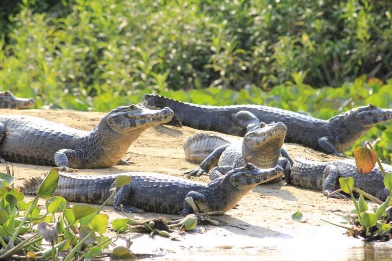 Passo do Lontra Pantanal Jungle Lodge מראה חיצוני תמונה