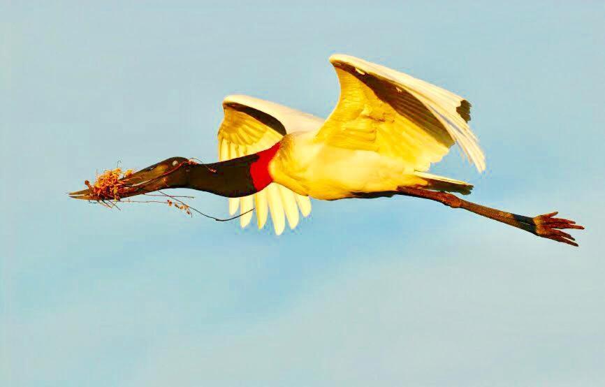 Passo do Lontra Pantanal Jungle Lodge מראה חיצוני תמונה